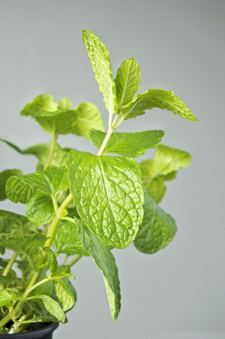 Tulsi